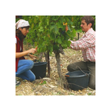"Les 3 crus des Côtes du Rhône" : Châteauneuf du Pape, Gigondas, Vacqueyras - Rouges - Domaine COHOLA | Les Assortis